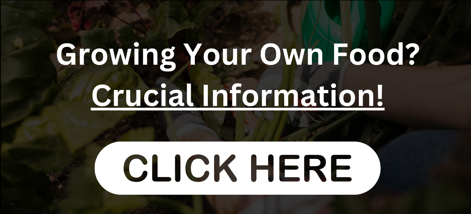 Advertisement for growing your own food with text reading 'Growing Your Own Food? Crucial Information!