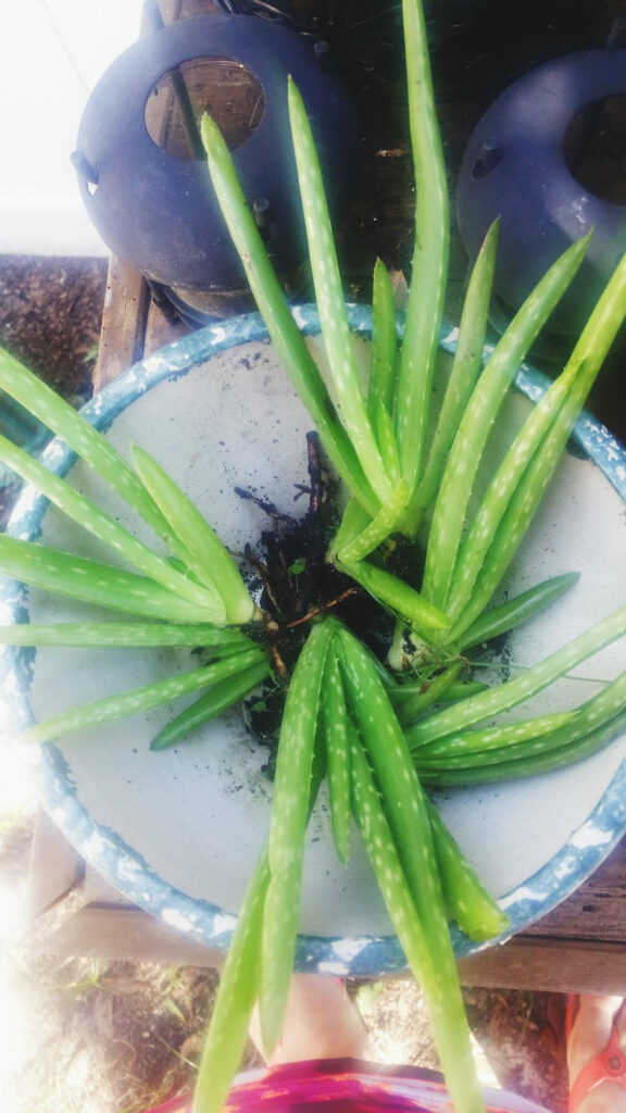 Top view of a potted Aloe Vera plant with vibrant green leaves, placed on a wooden surface outdoors.