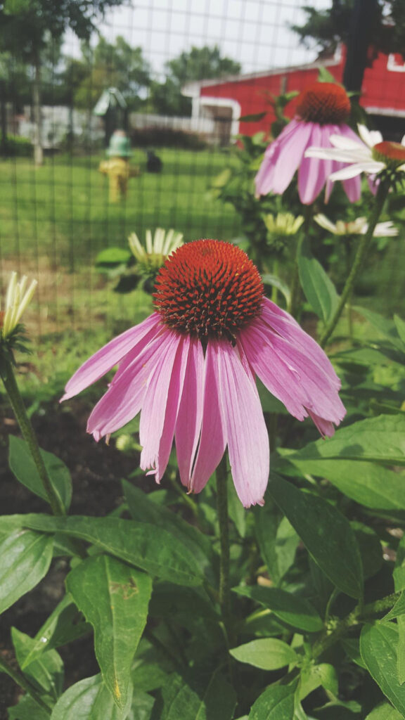 Close-up of a blooming Echinacea flower with vibrant pink petals and a spiky orange cone, set against a garden backdrop.