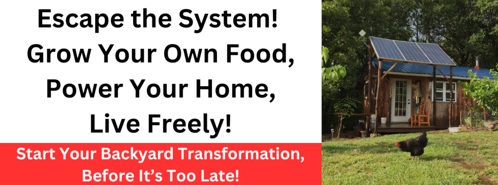 Off-grid homestead with solar panels, backyard garden, and free-range chicken, promoting self-sufficiency and sustainable living.