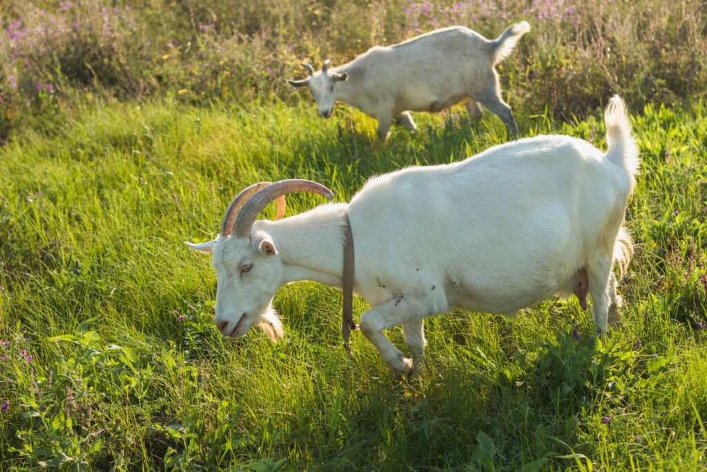Heat-tolerant goats grazing on green pasture in summer