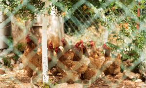 Chickens in shaded backyard coop surviving hot weather
