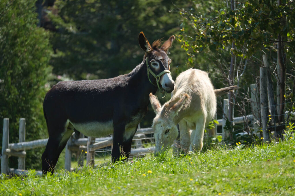 Pair of donkeys grazing on hillside homestead pasture