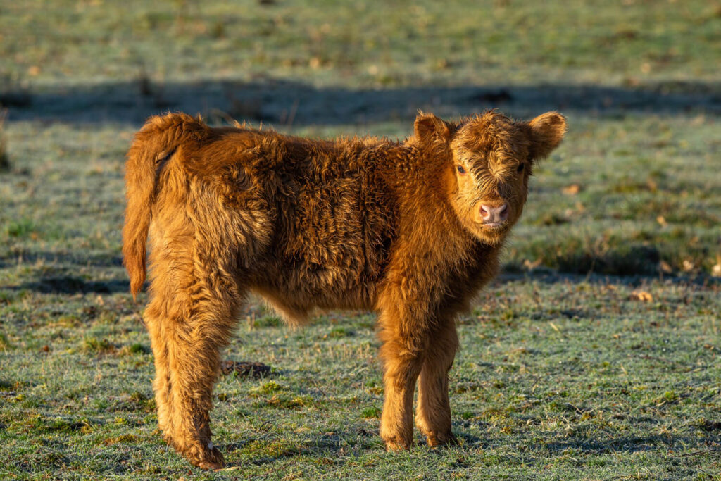Miniature Highland calf standing on frosty pasture at sunrise