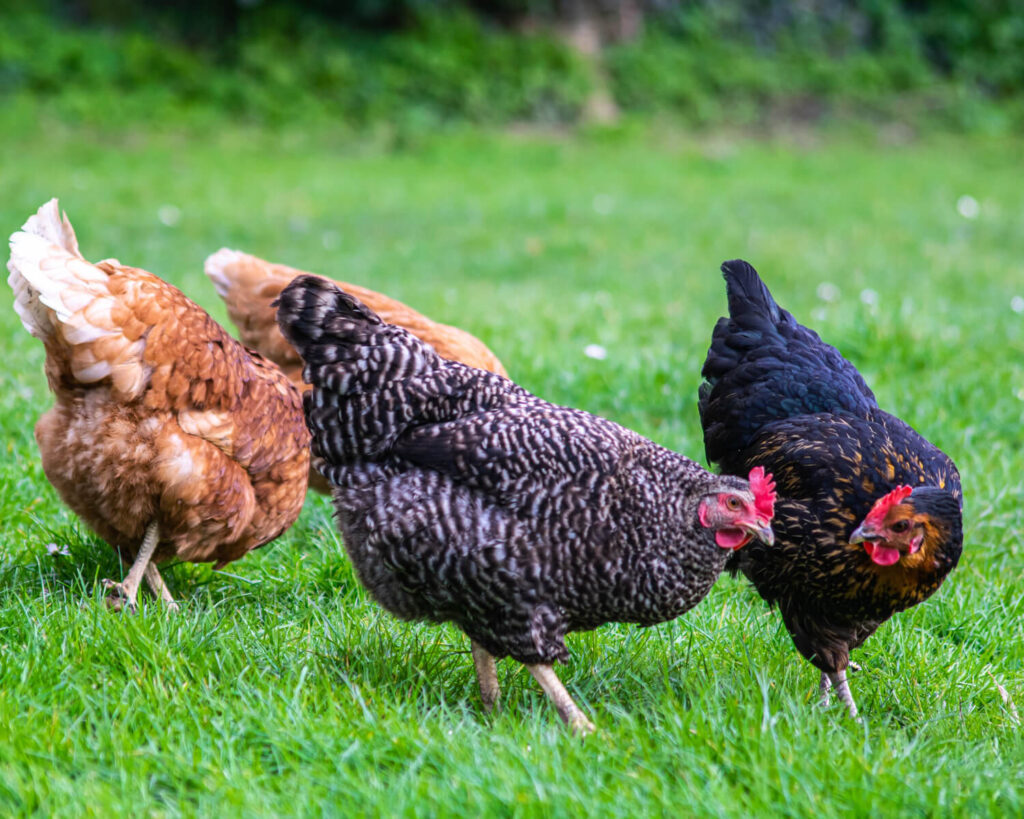 Free-range chickens foraging on green grass in backyard