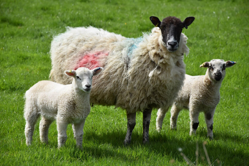 Mother sheep with two lambs standing in green pasture