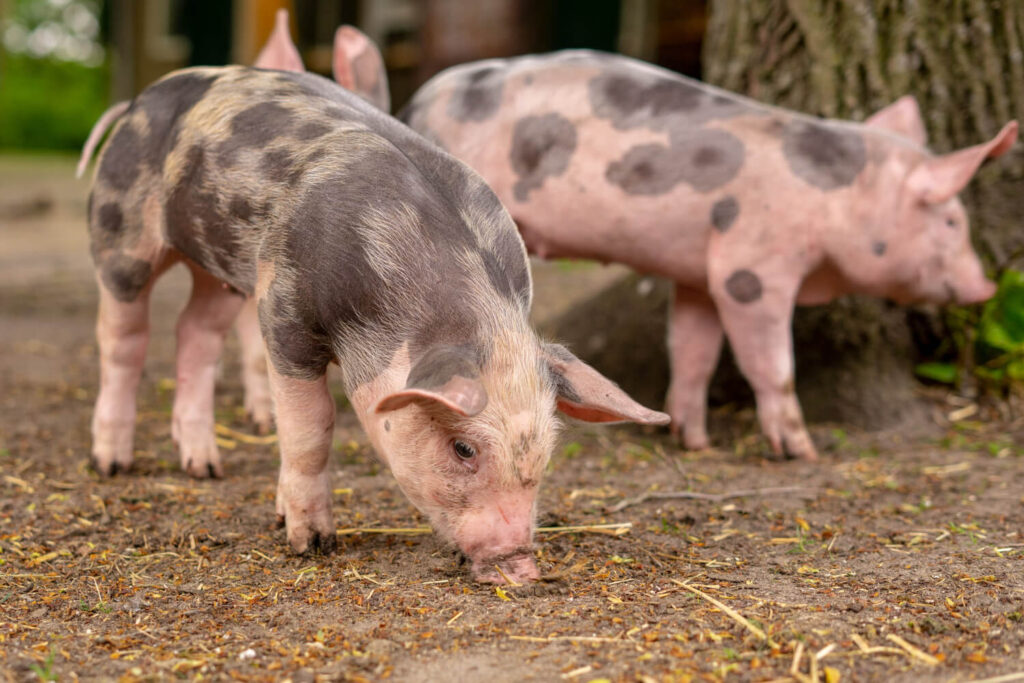 Spotted piglets foraging on dirt in outdoor survival farm