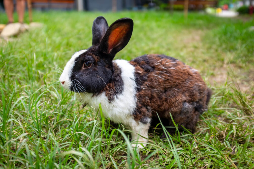 Survival rabbit grazing in backyard grass during summer