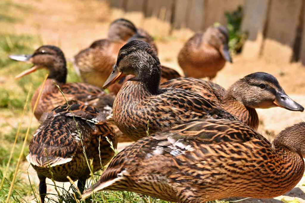 Flock of heat-tolerant ducks foraging in dry, sunny conditions