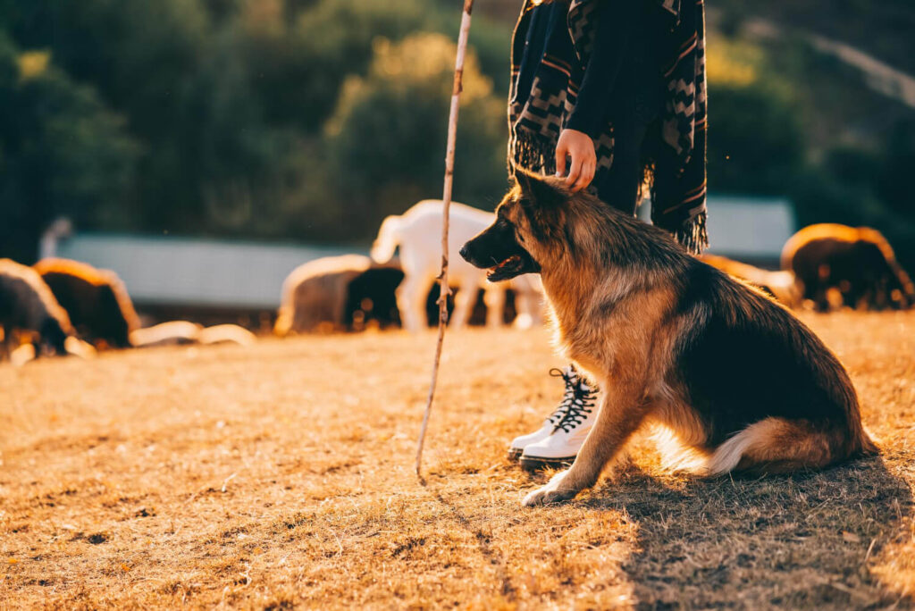 Loyal shepherd dog guarding livestock on dry pasture during sunset