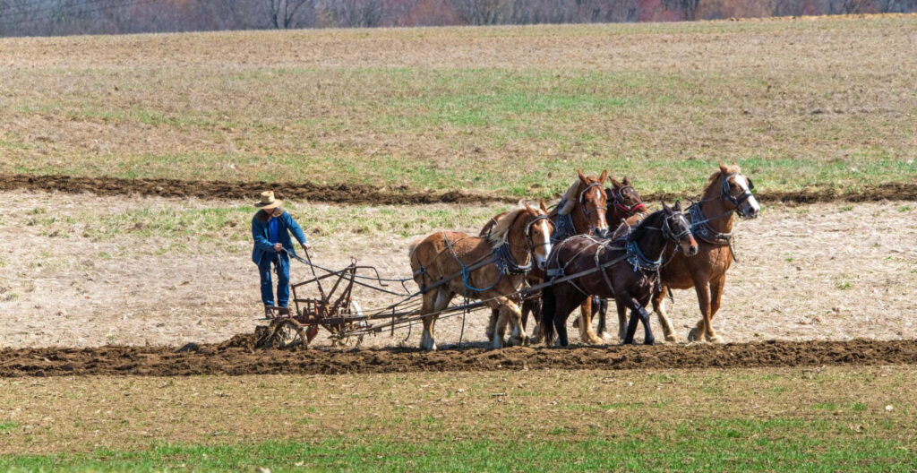 Amish farmer plowing a field with horse-drawn equipment for off-grid farming without fuel