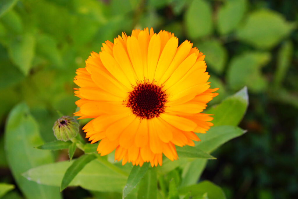 Calendula flower used for natural skin healing