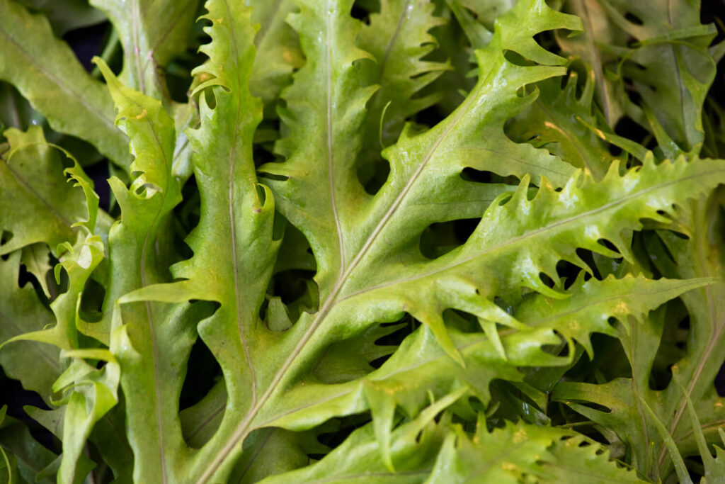 Wild lettuce leaves close-up for natural pain relief