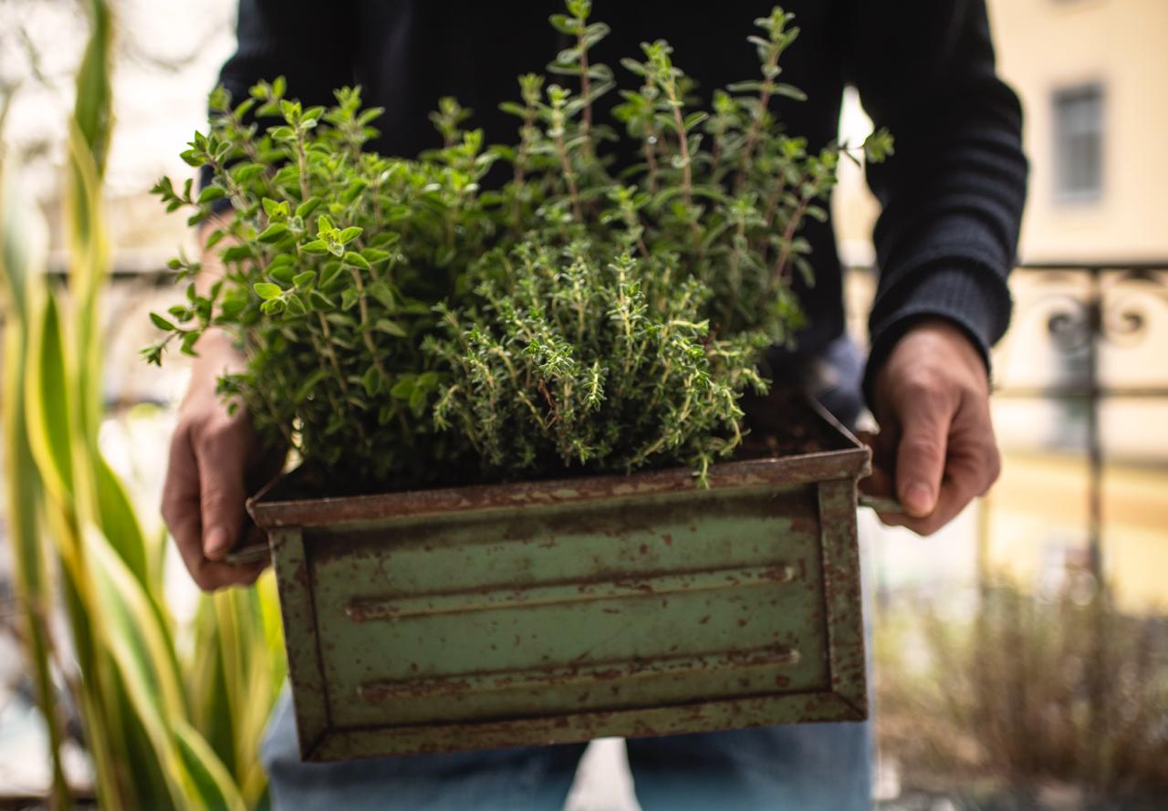 Grow These 5 Plants Before a Crisis Hits
