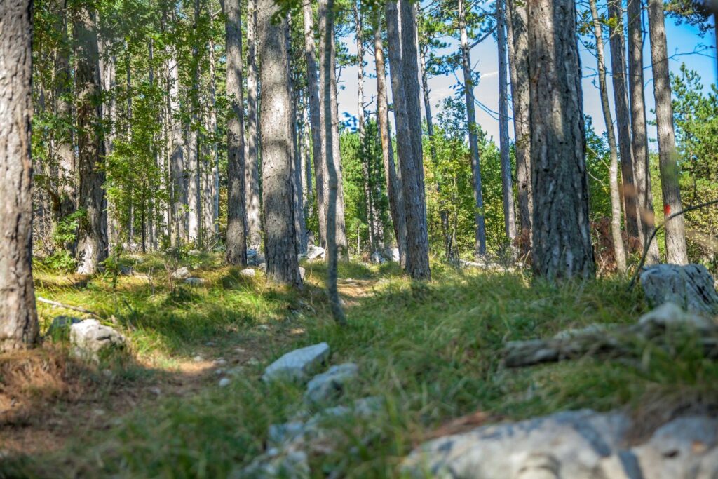 Remote Forest Area for Hiding Emergency Supplies

