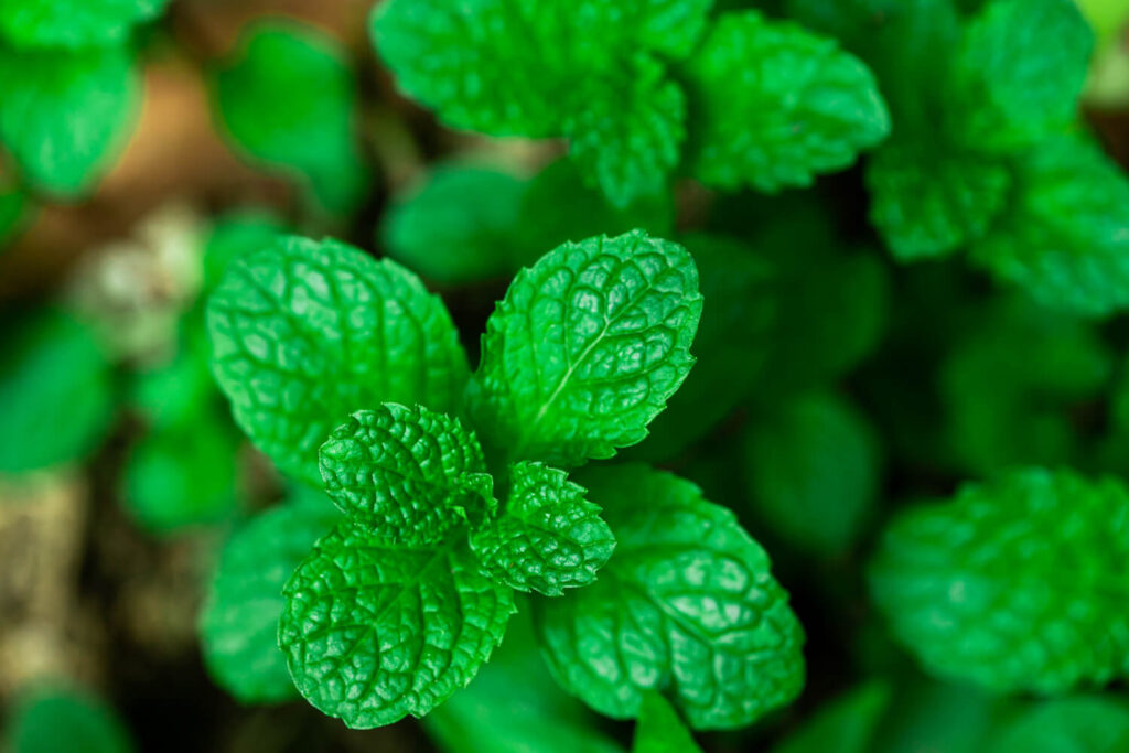 Close-up of fresh peppermint leaves, a natural herbal remedy for digestive relief and headache soothing.