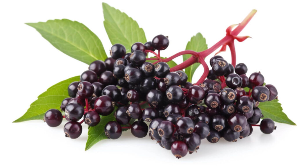 Fresh ripe elderberries with green leaves on white background, ideal for natural cold and flu remedies.