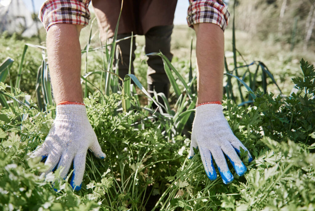 Person wearing protective gloves harvesting fresh medicinal herbs in a garden, demonstrating safe plant identification and handling.