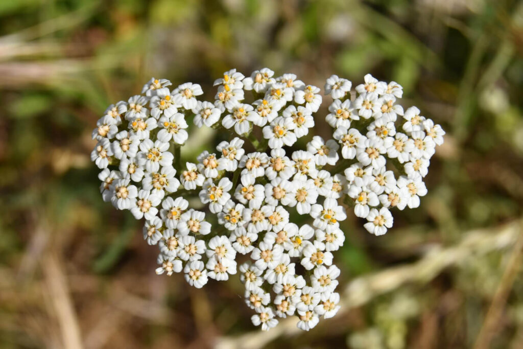 Close-up of blooming yarrow flowers (Achillea millefolium) with white petals and yellow centers, a traditional herbal remedy for wound care.