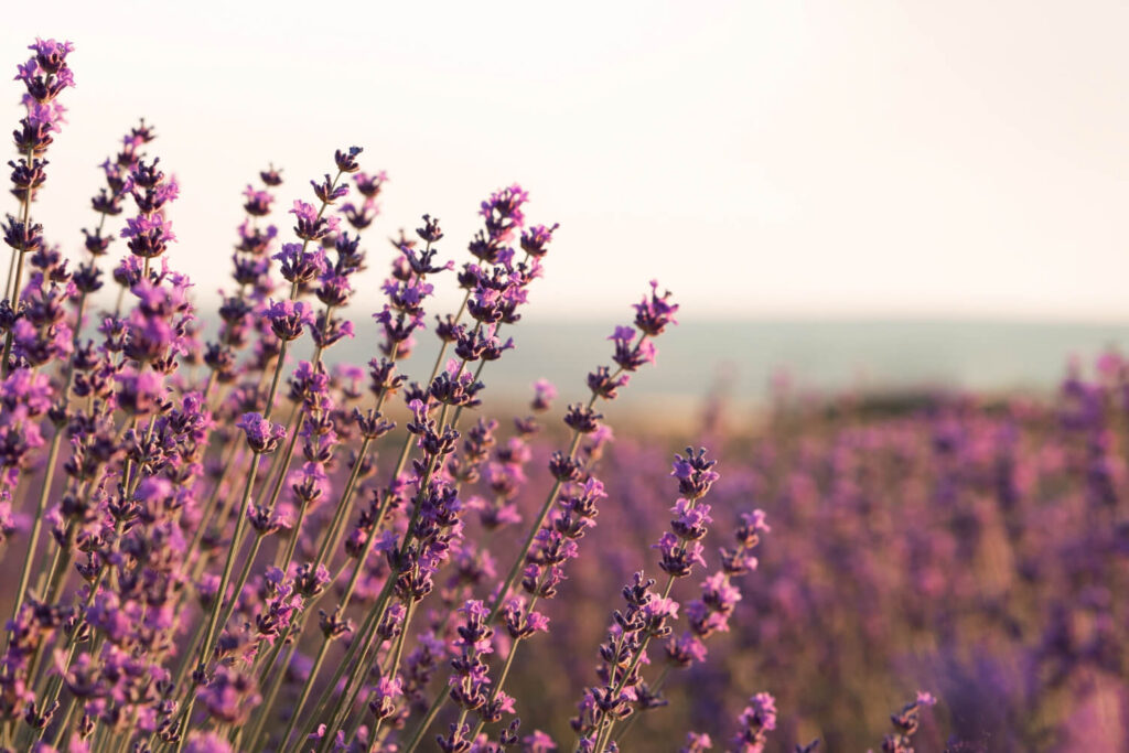 Blooming lavender flowers in a field, valued for their calming scent and natural sleep aid properties.