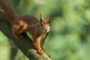 Squirrel on a tree branch symbolizing scatter-hoarding and survival cache habits for preppers.