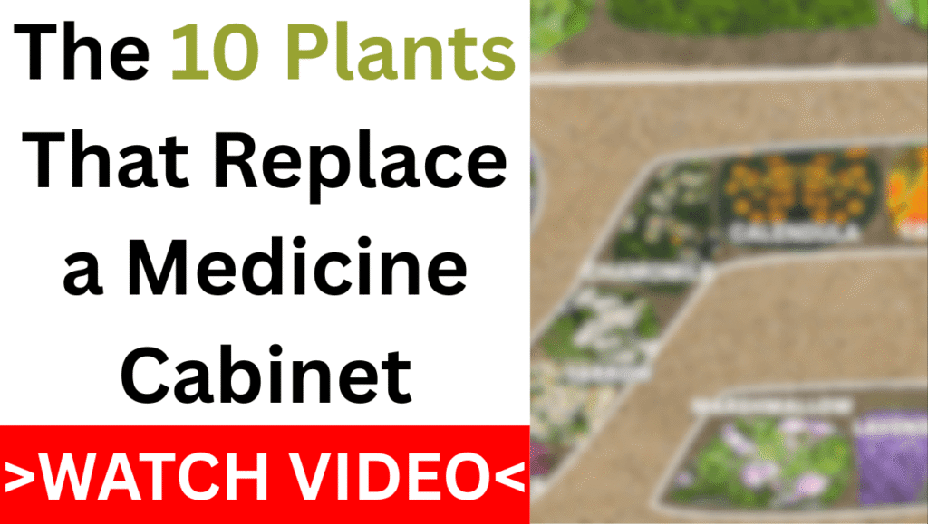 The 10 plants that replace a medicine cabinet—prepper medicinal garden diagram with calendula, sage, lavender—watch video.