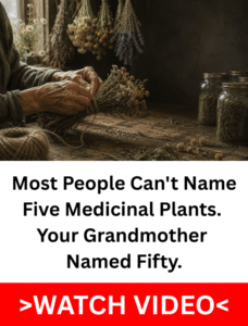 Elderly hands tying a bundle of dried chamomile and yarrow on a rustic wooden table