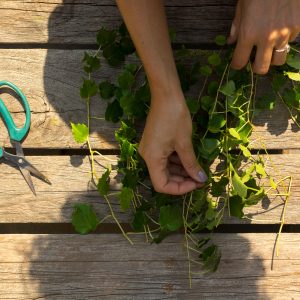 Medicinal Plants You Can Grow in Your Own Garden 