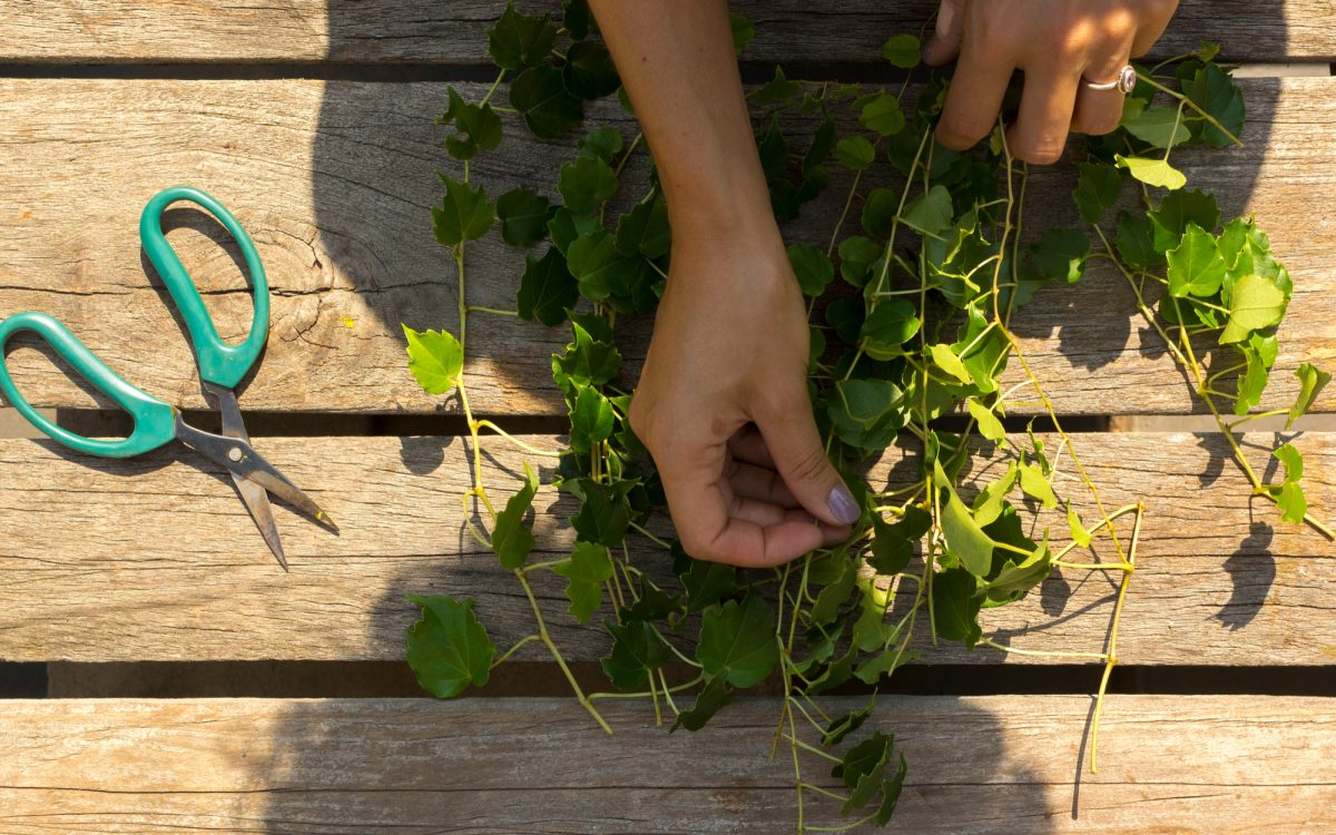 Hands arranging freshly harvested medicinal plant vines on a wooden table with gardening scissors nearby, illuminated by sunlight.