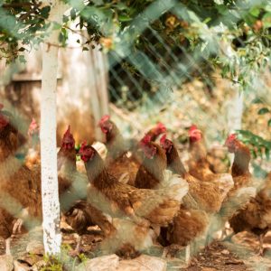 The Only Animals You Can Count On When SHTF