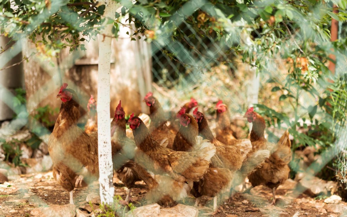 Chickens in shaded backyard coop surviving hot weather
