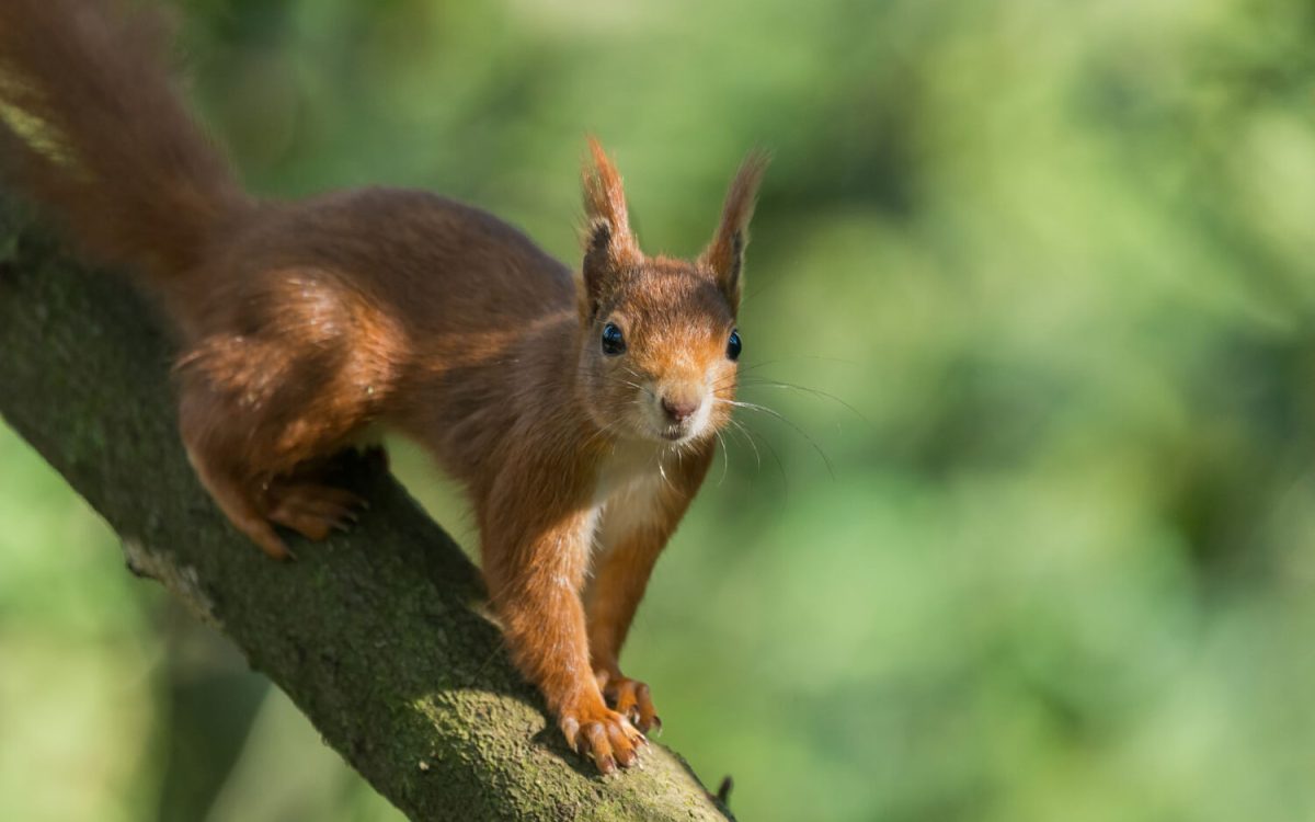 Squirrel on a tree branch symbolizing scatter-hoarding and survival cache habits for preppers.