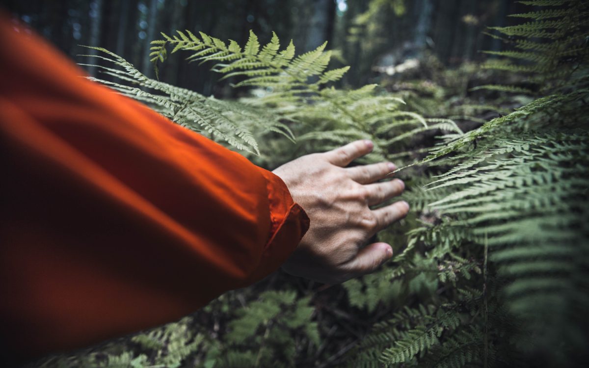 A person wearing an orange jacket touching green ferns in a dense forest, symbolizing connection with nature and exploration.