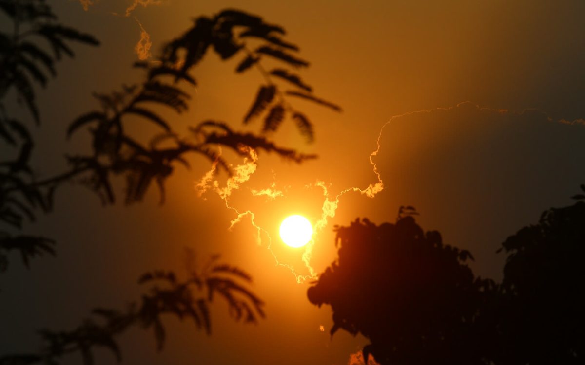 Blazing sun in a hazy sky with silhouetted trees during extreme heat