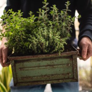 Grow These 5 Plants Before a Crisis Hits