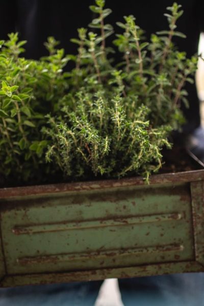 Grow These 5 Plants Before a Crisis Hits