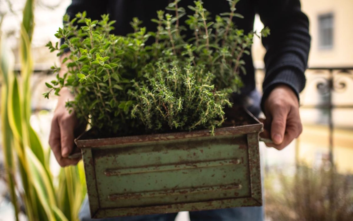 Man holding a rustic metal planter with medicinal herbs for survival