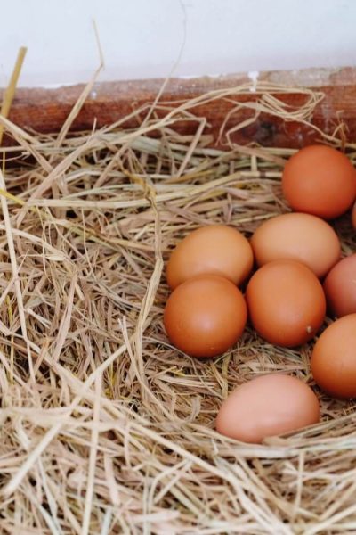 Trouble with Fresh Eggs? Here’s What to Fix